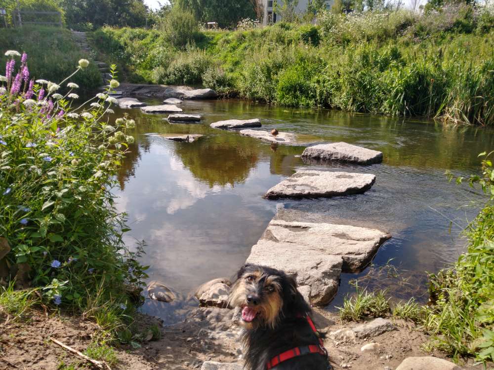 Hundetreffen-Gemeinsame Spaziergänge-Profilbild