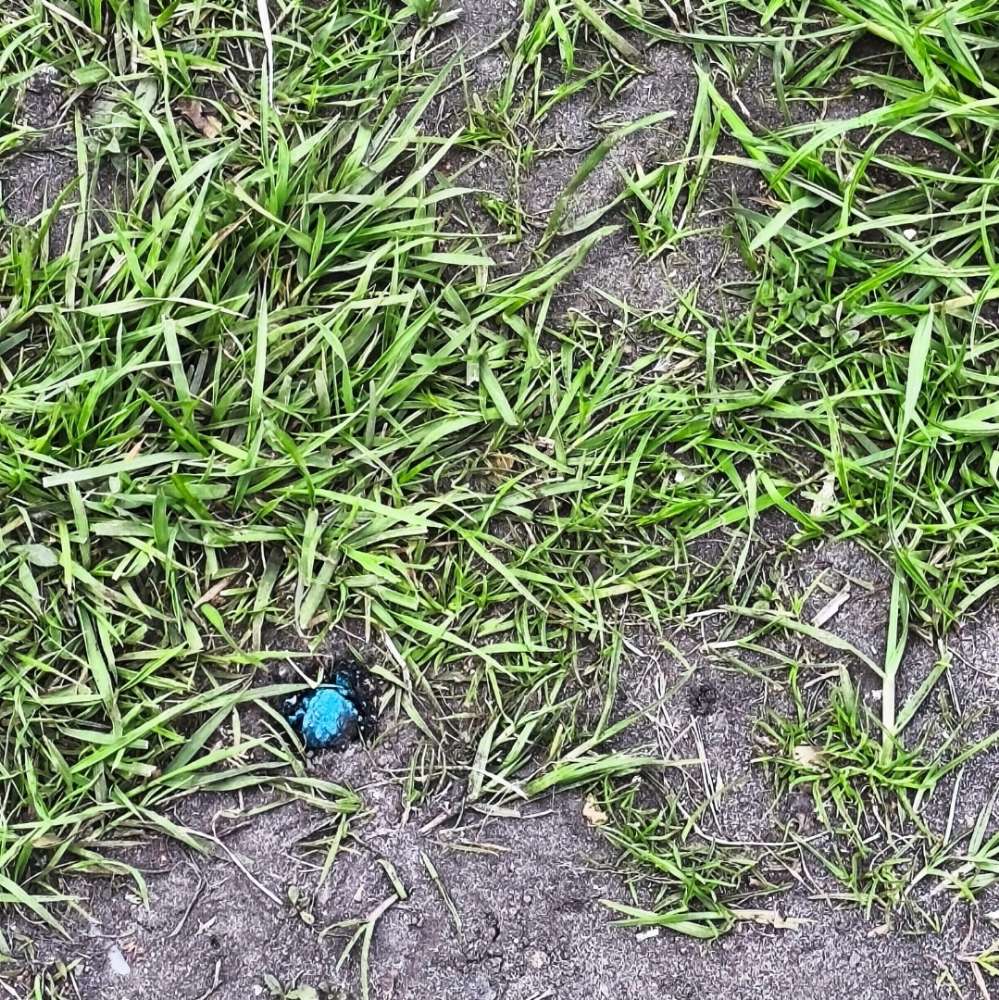 Giftköder-Giftköder? Blaue Bällchen-Profilbild