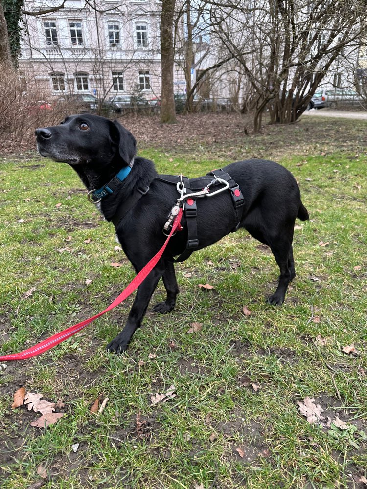 Hundetreffen-Souveräner&ruhiger Gassi Partner gesucht-Profilbild