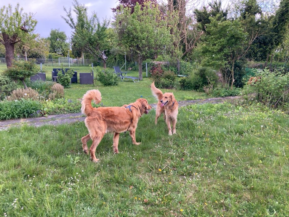 Hundetreffen-Spielgruppe Bermatingen/Salem/Uhldingen/Meersburg 🐶-Profilbild