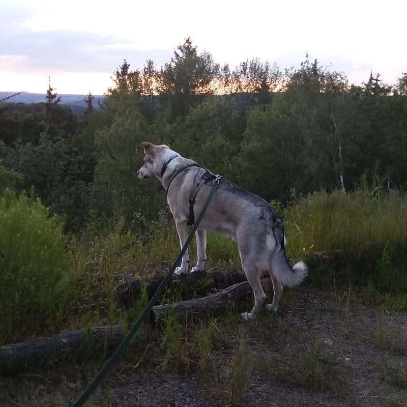 Hundetreffen-Gassipartner für entspannte Spaziergänge gesucht-Profilbild