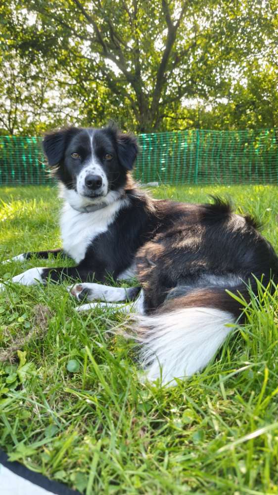 Hundetreffen-Spielfreunde gesucht-Profilbild