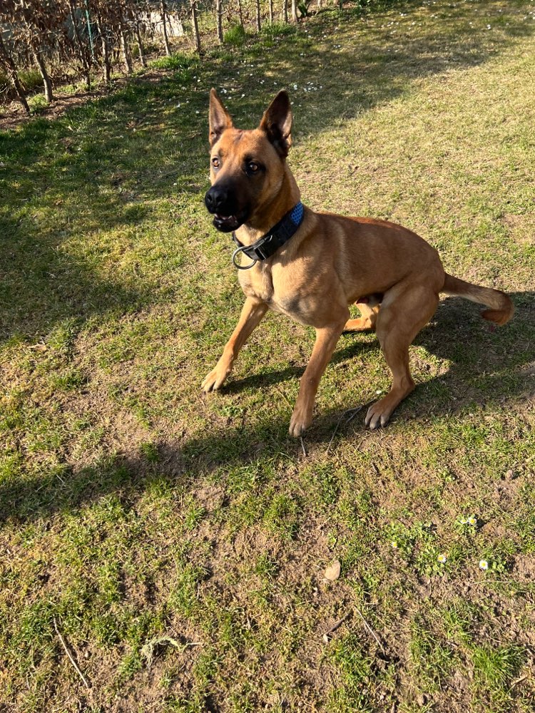 Hundetreffen-Spielpartner gesucht-Profilbild