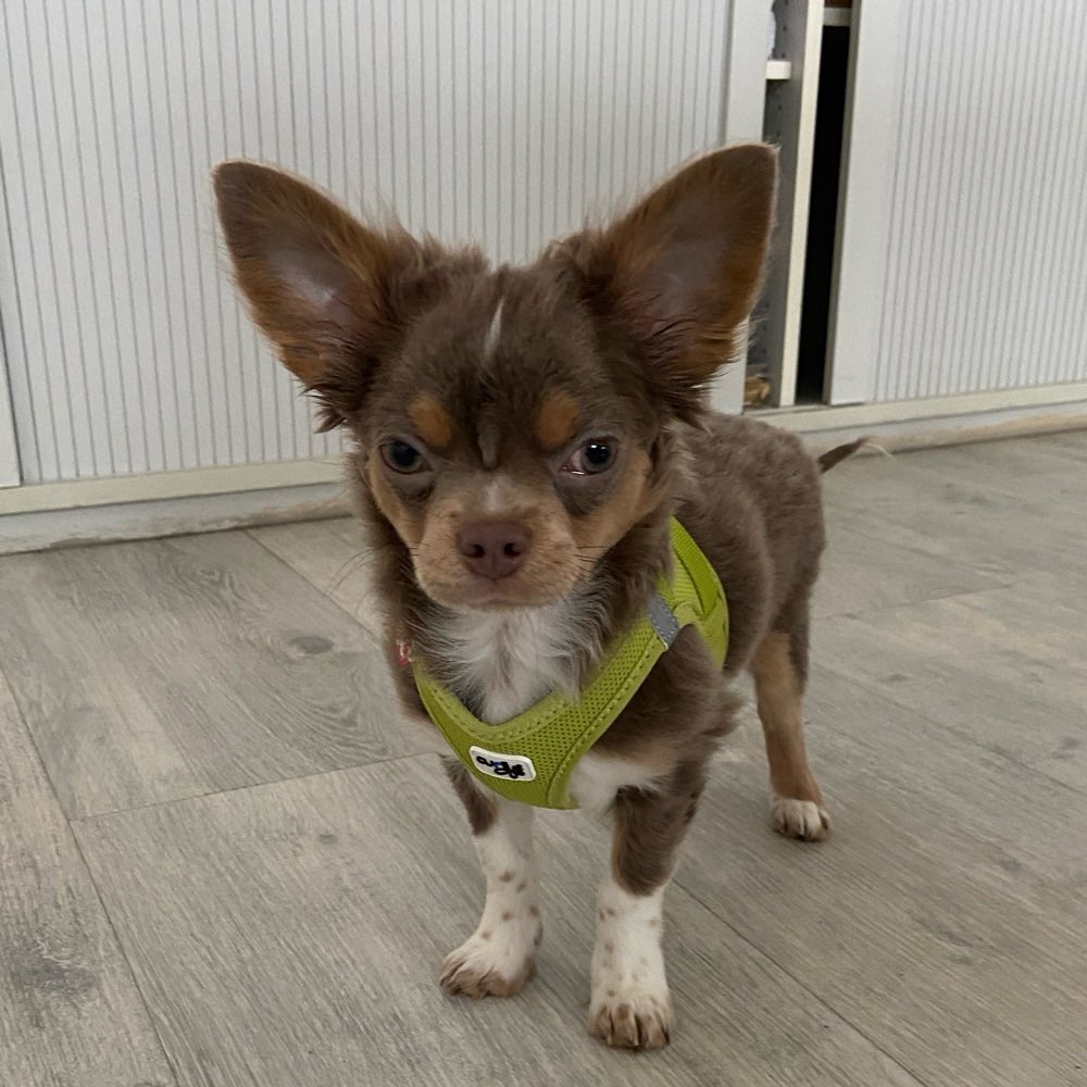 Hundetreffen-Kleiner Chihuahua Welpe sucht Freunde zum Spielen und Gassigehen-Profilbild