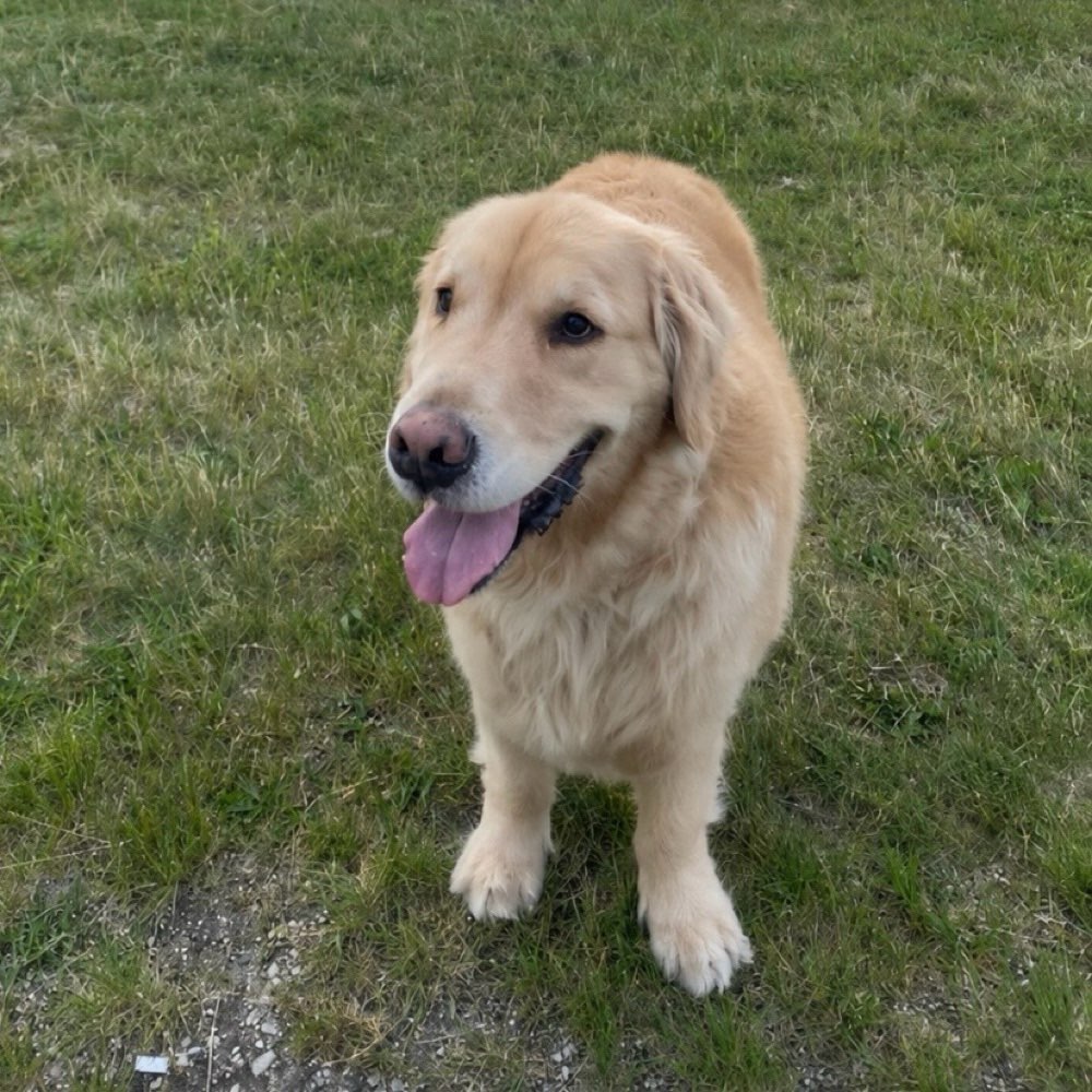 Hundetreffen-Playdate in Stuttgart West-Profilbild