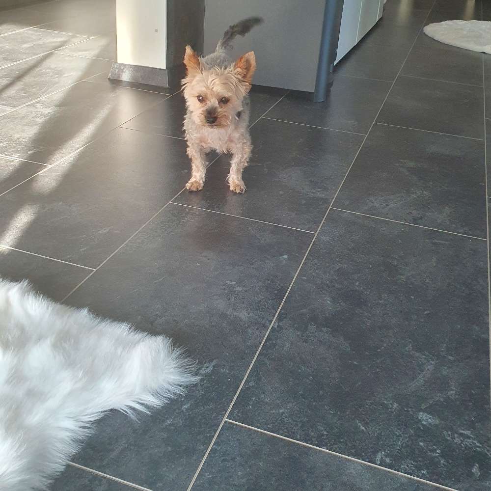 Hundetreffen-Neue Freunde gesucht-Profilbild