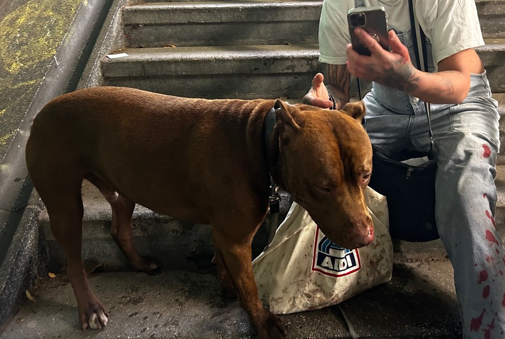 Giftköder-Kampfhund greift andere Hunde an-Profilbild