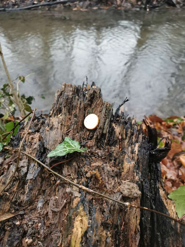 Giftköder-Wurst im Stadtwald Mettmann-Profilbild
