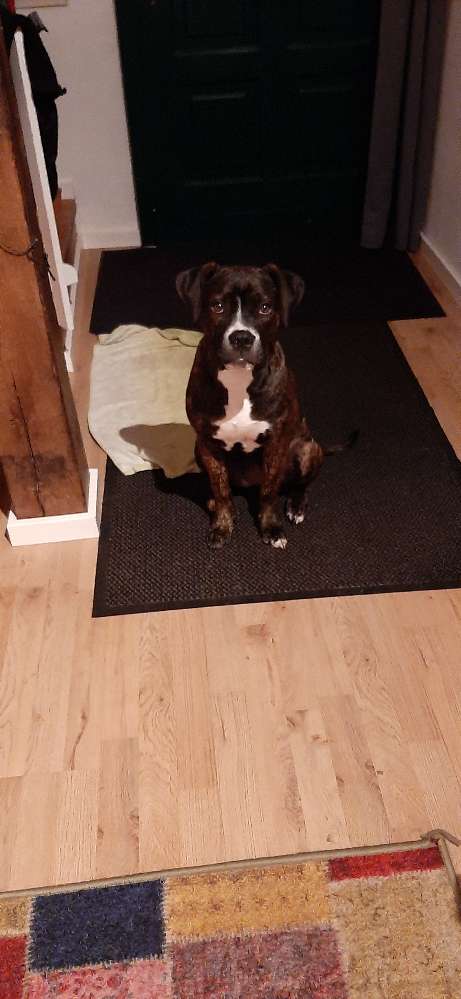 Hundetreffen-Welpen  Junghund-Profilbild