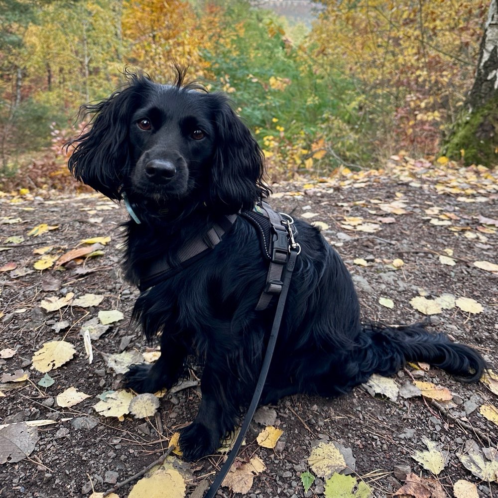 Hundetreffen-Looking for: Social Walk/Spiel/Training-Profilbild