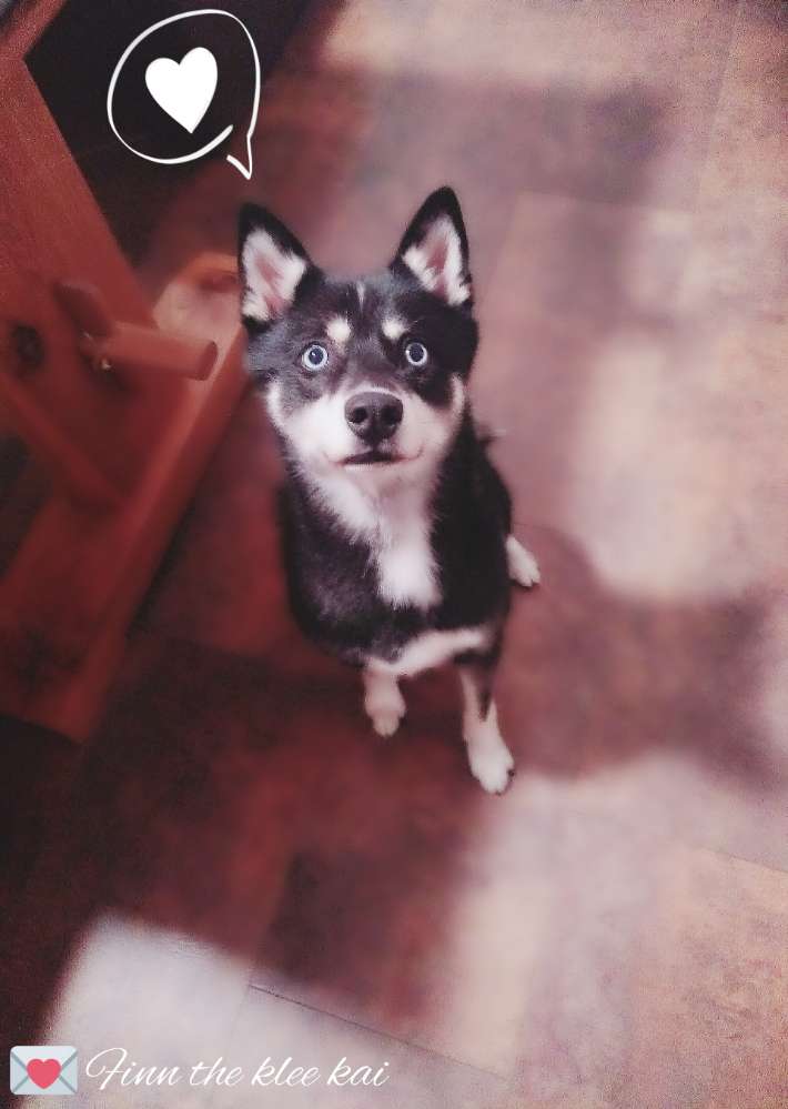 Hundetreffen-Wer mag mit Finn spielen? :)-Profilbild