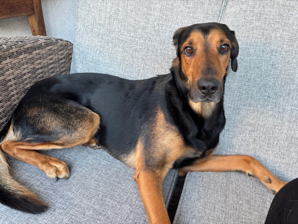 Hundetreffen-Spielpartnerin-Profilbild