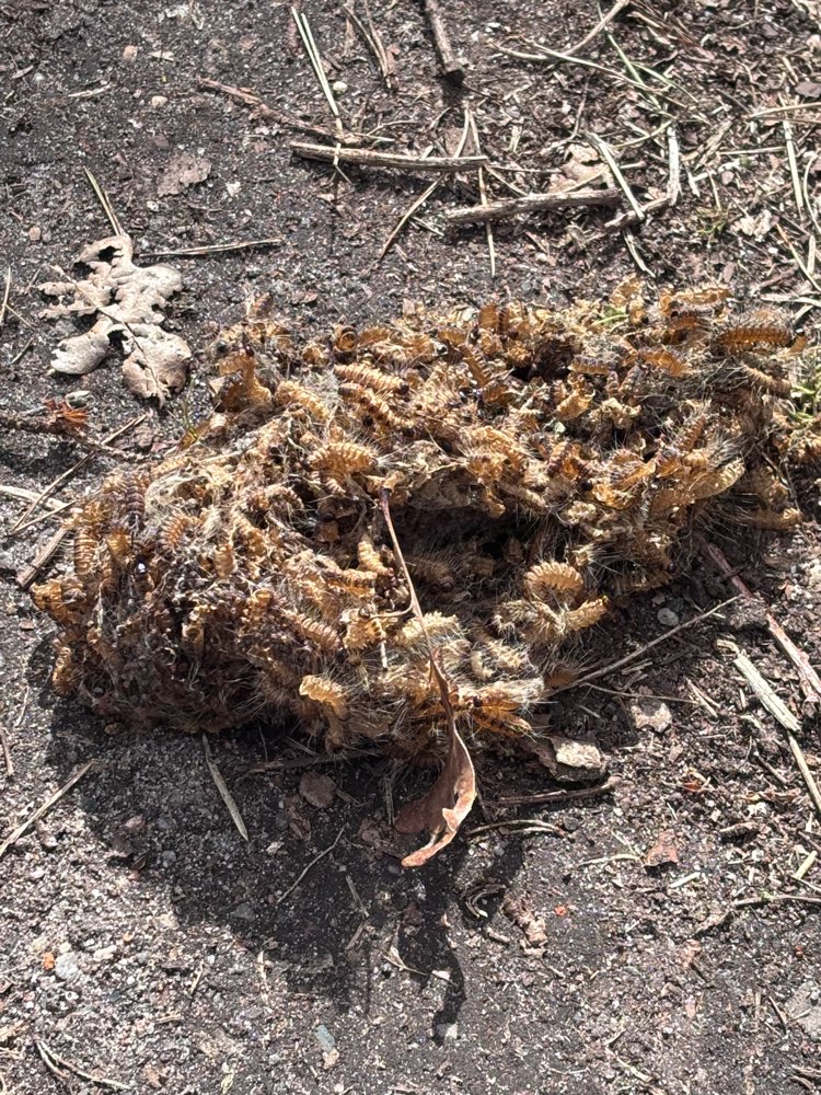 Giftköder-Eichenprozessionsspinner-Profilbild