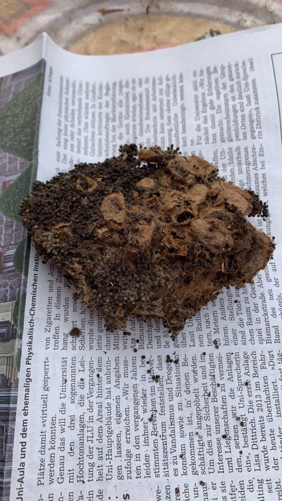 Giftköder-Eichenprozessionsspinner Gespinst-Profilbild