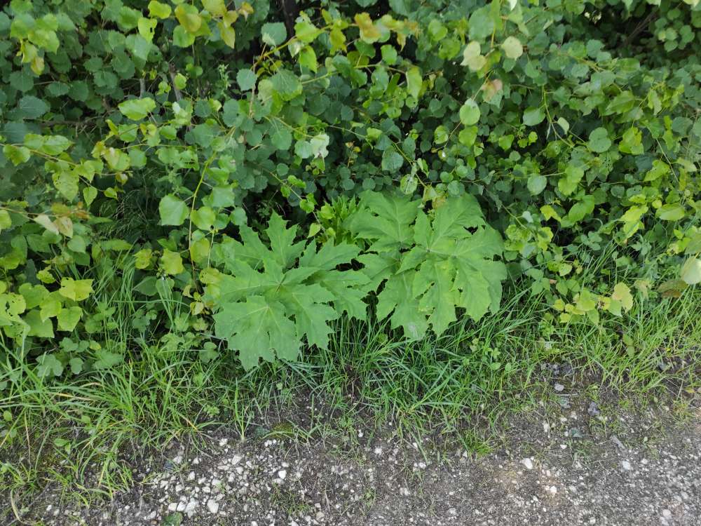 Giftköder-Riesen-Bärenklau entdeckt-Profilbild