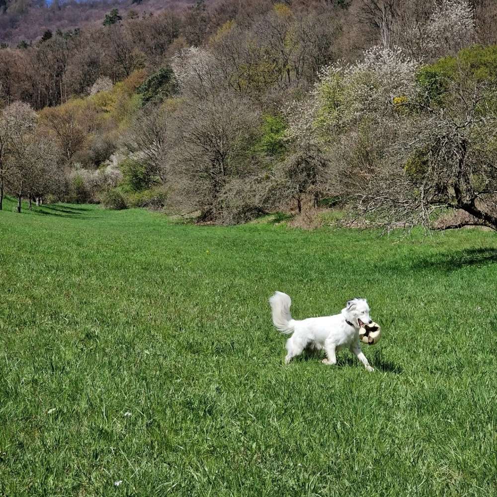 Hundetreffen-Kennenlernen und Gassi gehen-Profilbild