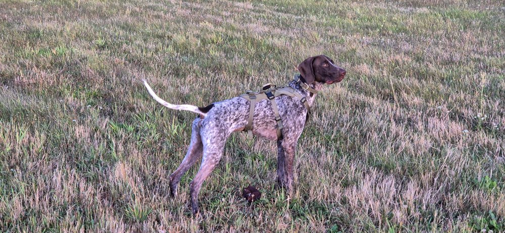 Hundetreffen-Wald/wiesen Spaziergang Treffpunkt Clara-Schabbel-Str-Profilbild