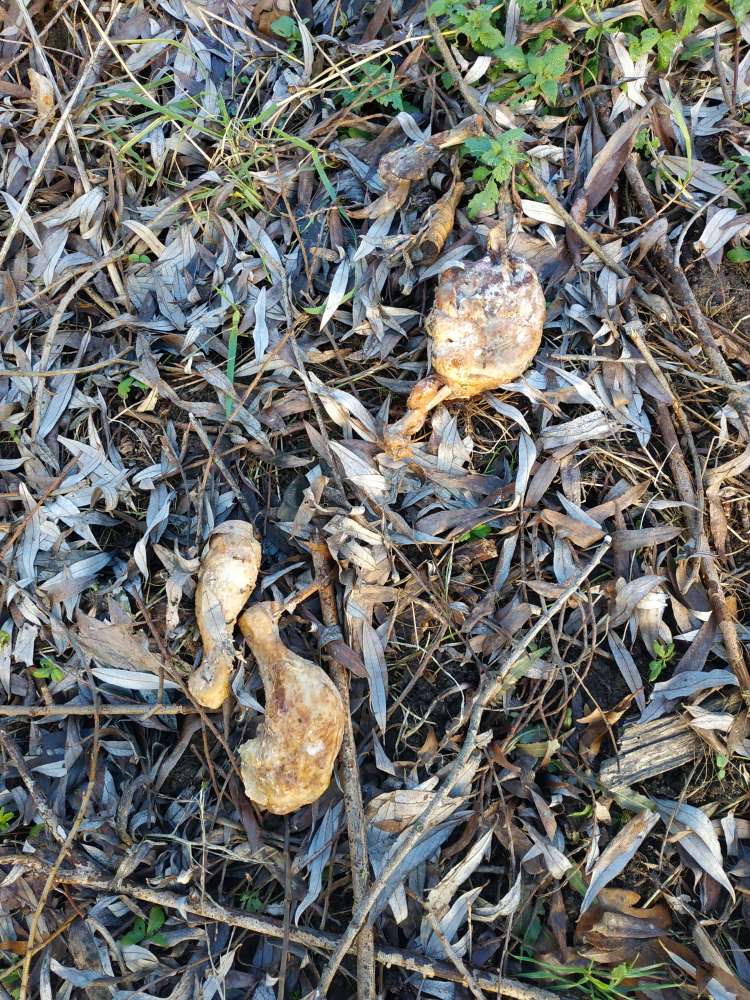 Giftköder-Hähnchenschenkel am Mainufer-Profilbild