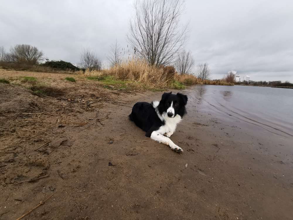 Hundetreffen-Border Collie sucht Tobe- und Traingspartner-Profilbild