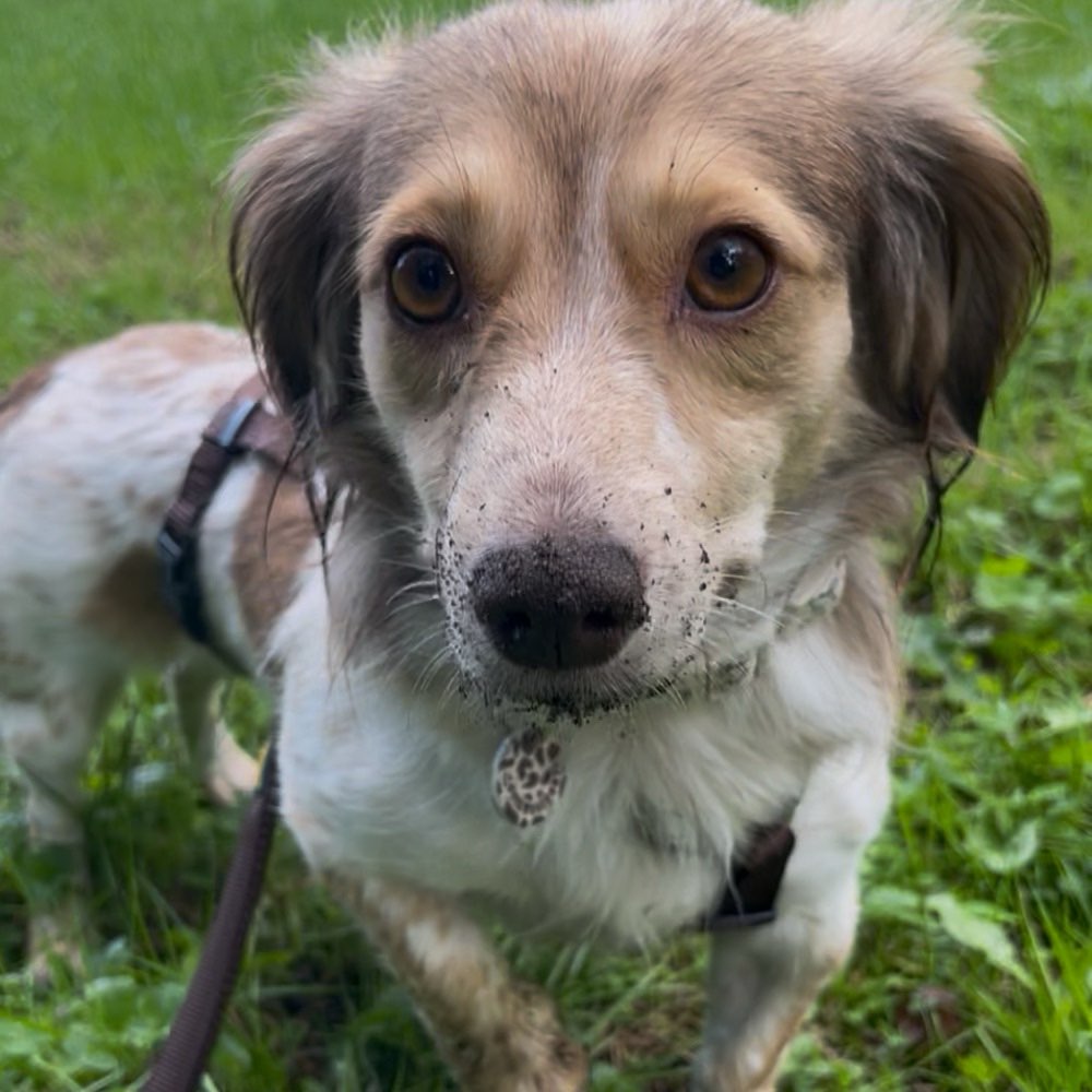 Hundetreffen-Hundekontakt gesucht 🐶💕-Profilbild