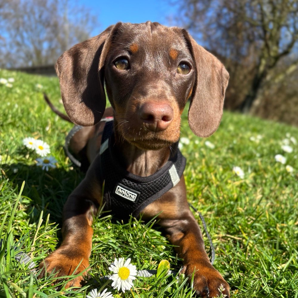 Hundetreffen-Dackel - Treffen 🐶🐾-Profilbild