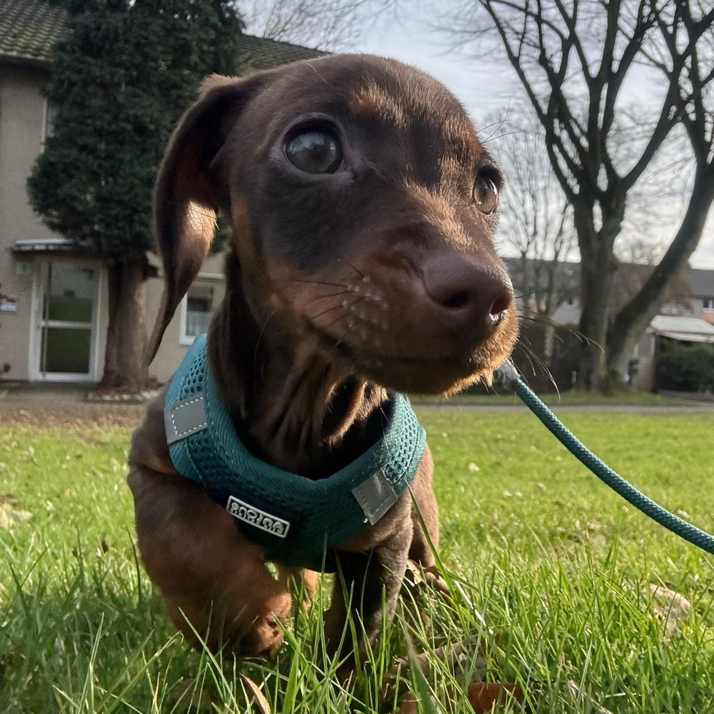 Hundetreffen-Welpen Buddy gesucht 🐶🐾-Profilbild