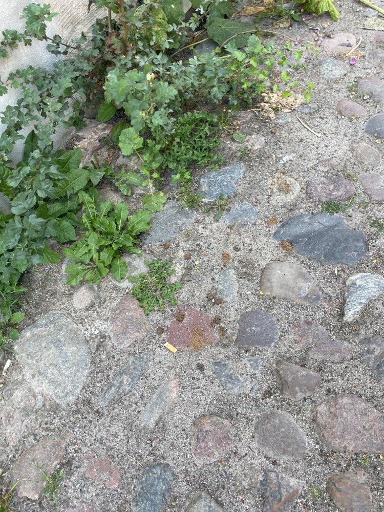 Giftköder-Futter in Stralsund ausgestreut-Profilbild