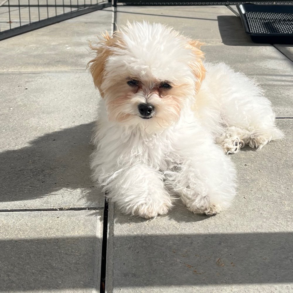 Hundetreffen-Kleine Hunde für Spaziergänge und Spielen gesucht-Profilbild
