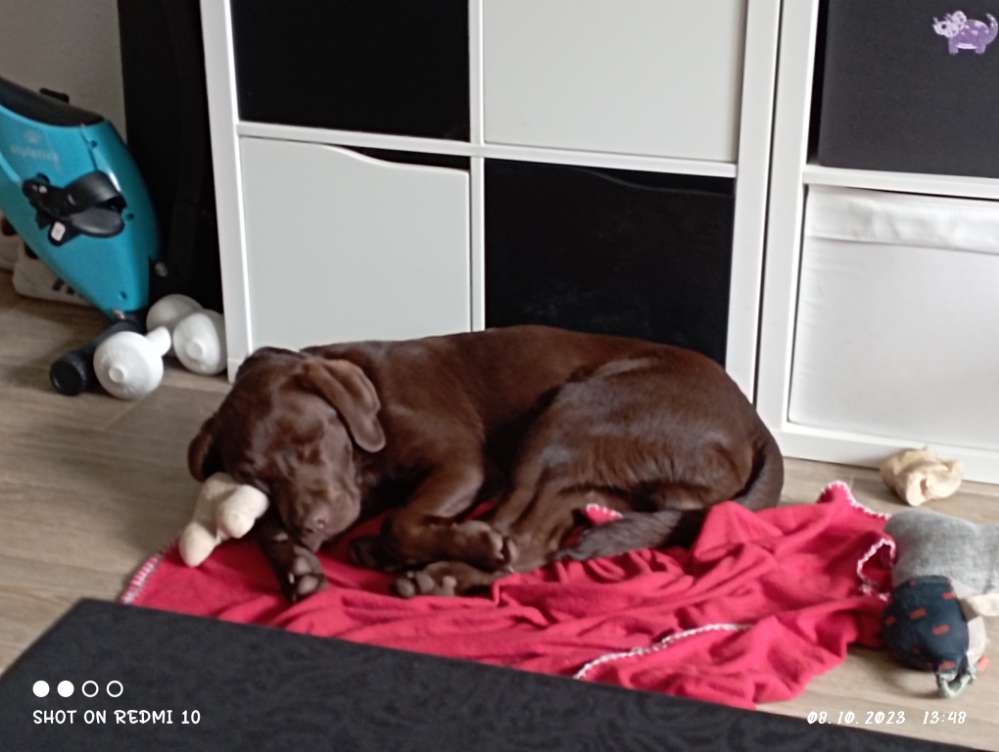 Hundetreffen-Welpentreffen in Chemnitz-Profilbild