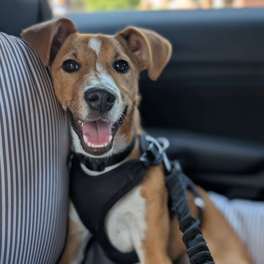 Hundetreffen-Souveräne Spielgefährten gesucht-Profilbild