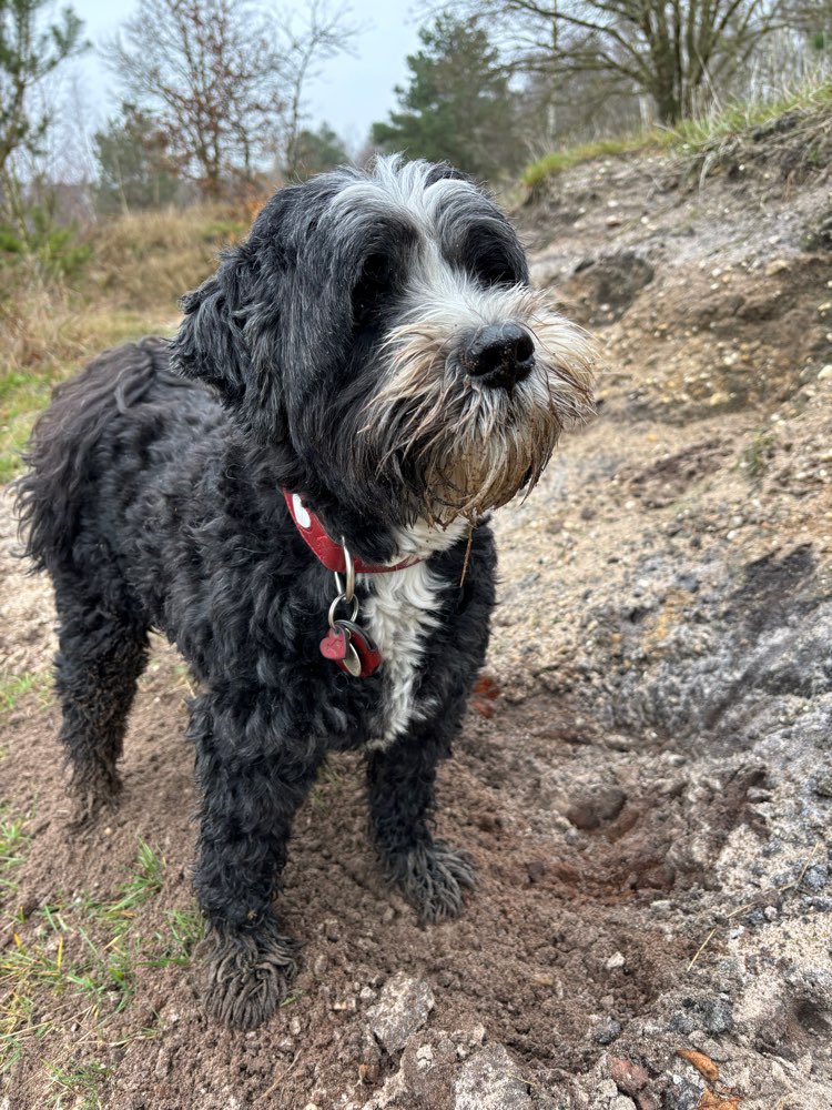 Hundetreffen-Gegenseitige Betreuung Umkreis Geldern-Profilbild