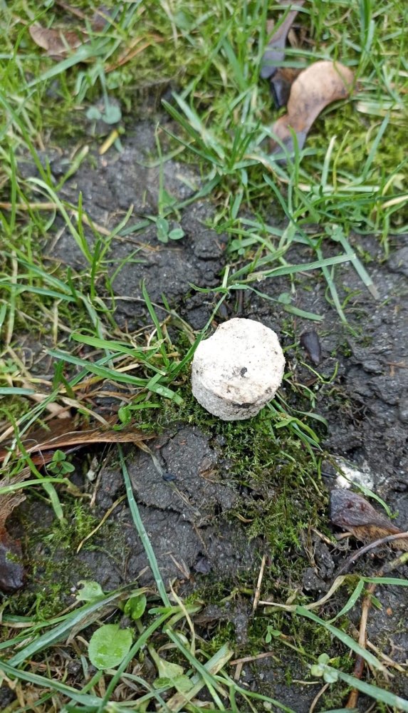 Giftköder-Eventueller Giftköder-Profilbild