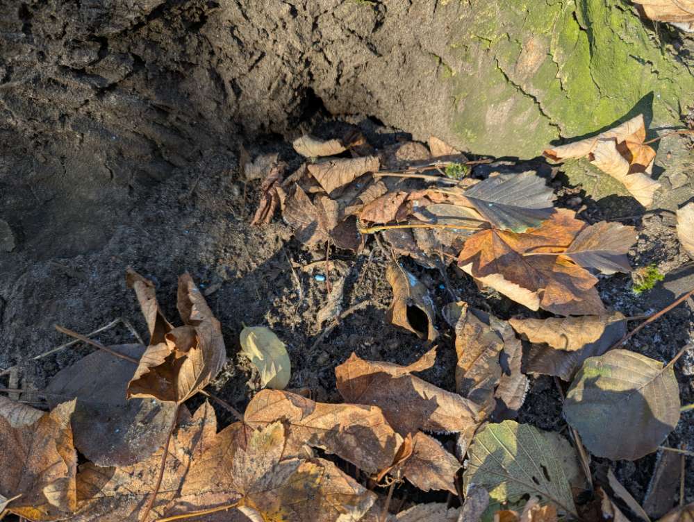 Giftköder-Rattengift hinter Baum an der Mühlpleiße-Profilbild