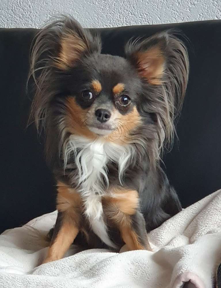 Hundetreffen-Gassi in und um Planegg-Profilbild