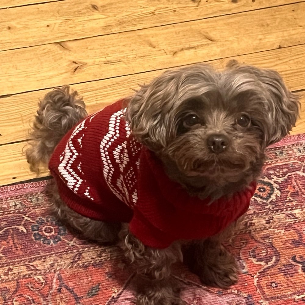 Hundetreffen-Spielfreund Gesucht-Profilbild