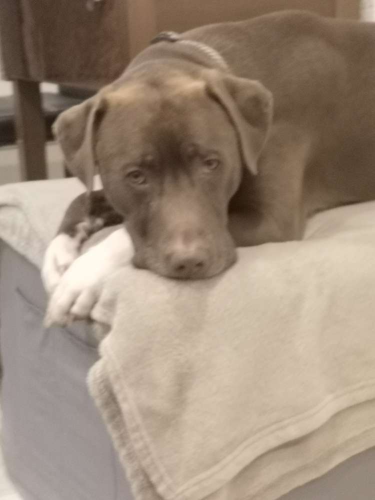 Hundetreffen-Sam sucht nette Hunde zum toben-Profilbild