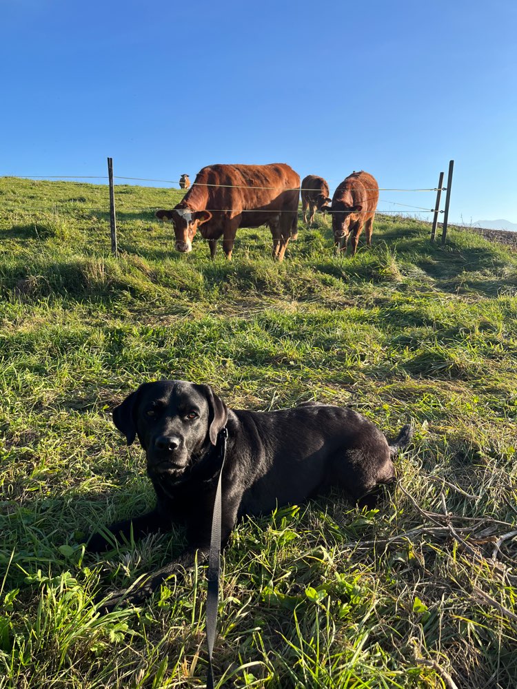 Hundetreffen-Gemeinsame Spaziergänge-Profilbild