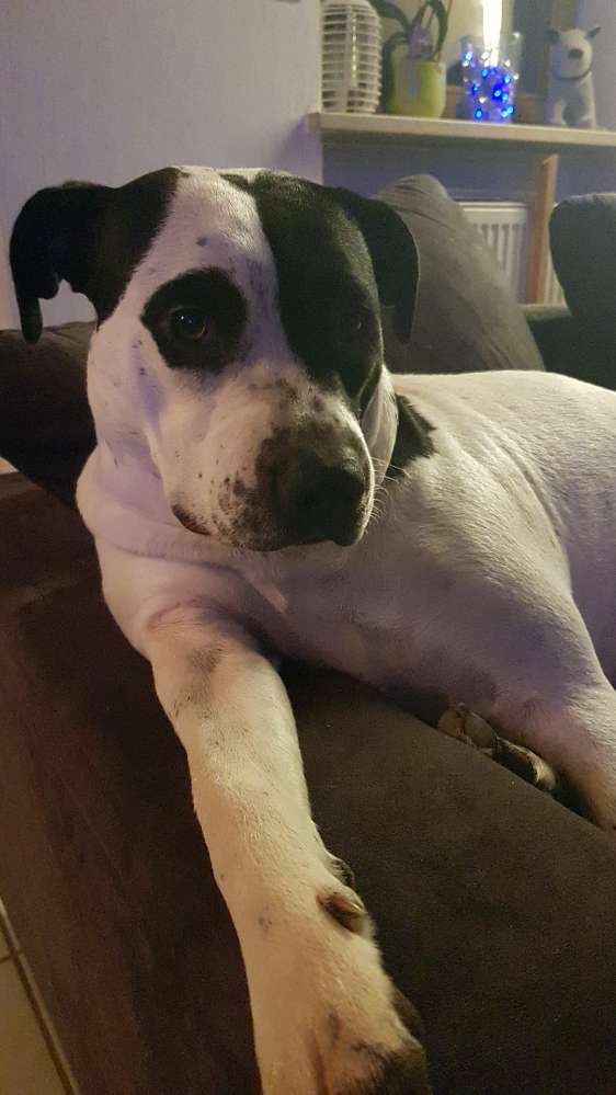 Hundetreffen-Spiel und Trainingspartner gesucht-Profilbild