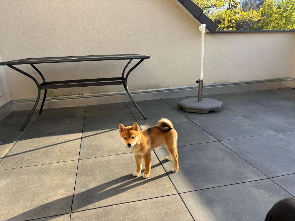 Hundetreffen-Welpen-Spielpartner/in gesucht-Profilbild