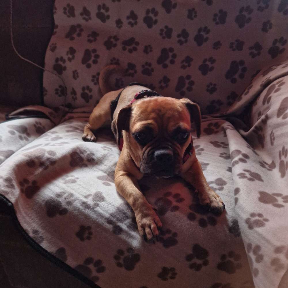 Hundetreffen-Gassi und neue hundefreunde-Profilbild