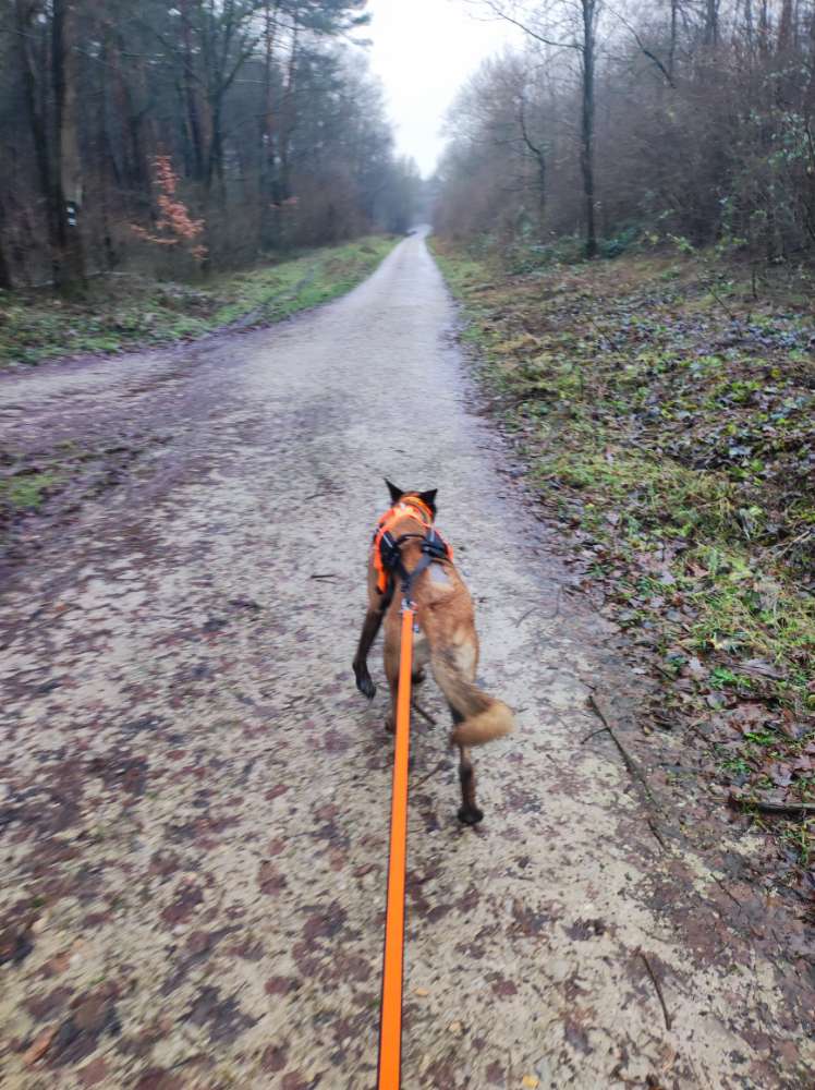 Hundetreffen-Canicross-Profilbild