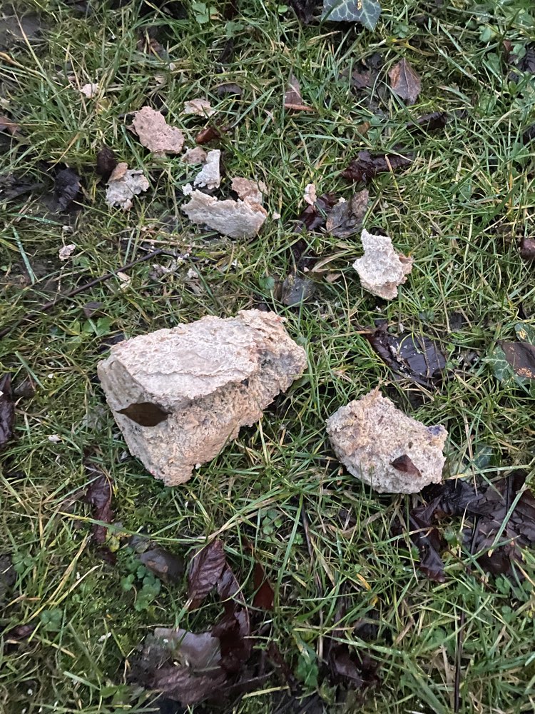 Giftköder-Rattengiftköder - Brot & Zwiebel-Profilbild