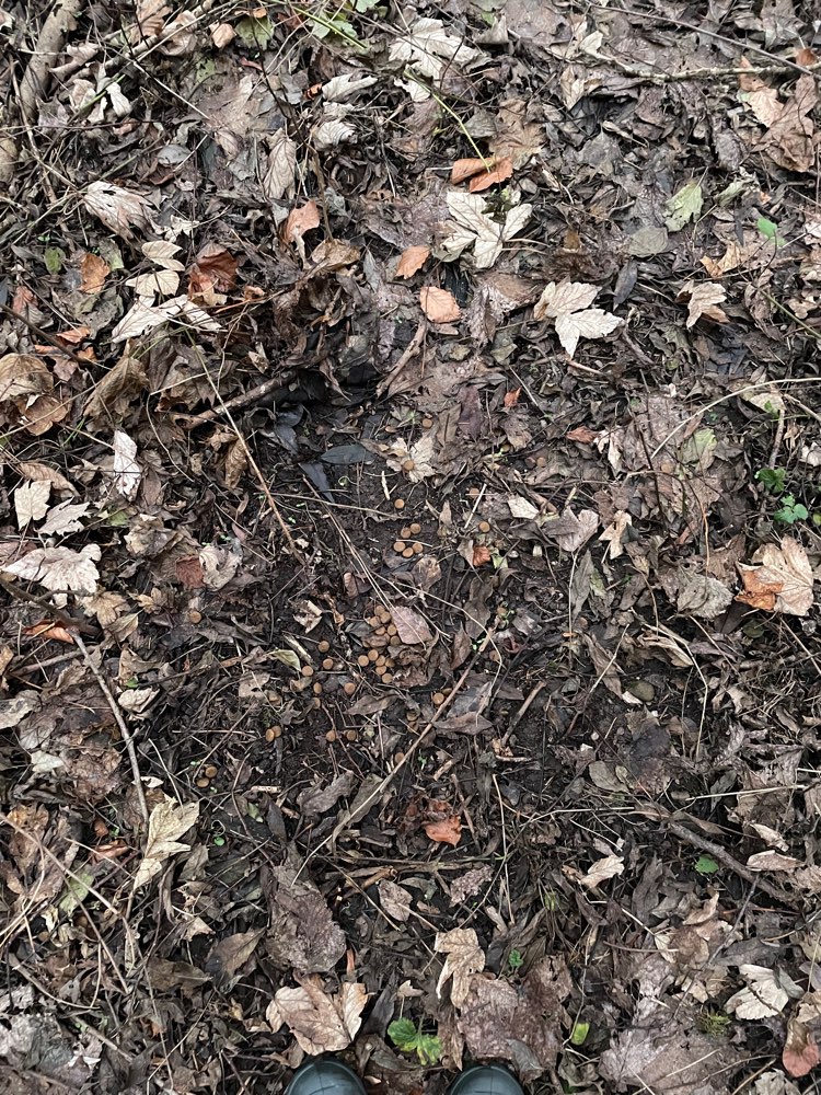 Giftköder-Trockenfutter ausgelegt-Profilbild