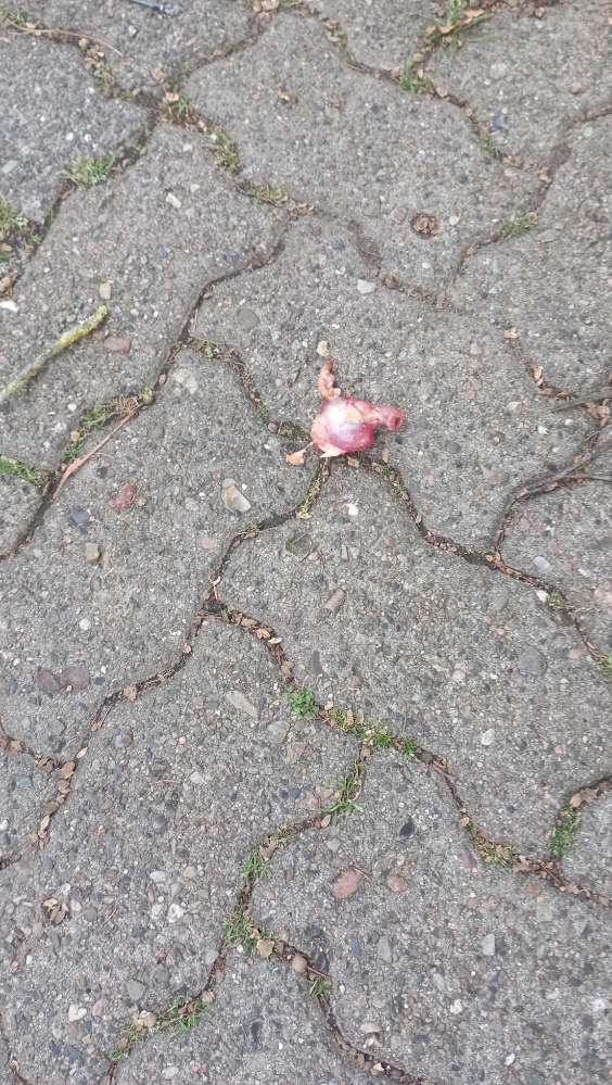 Giftköder-Organe (evtl. Giftköder)-Profilbild