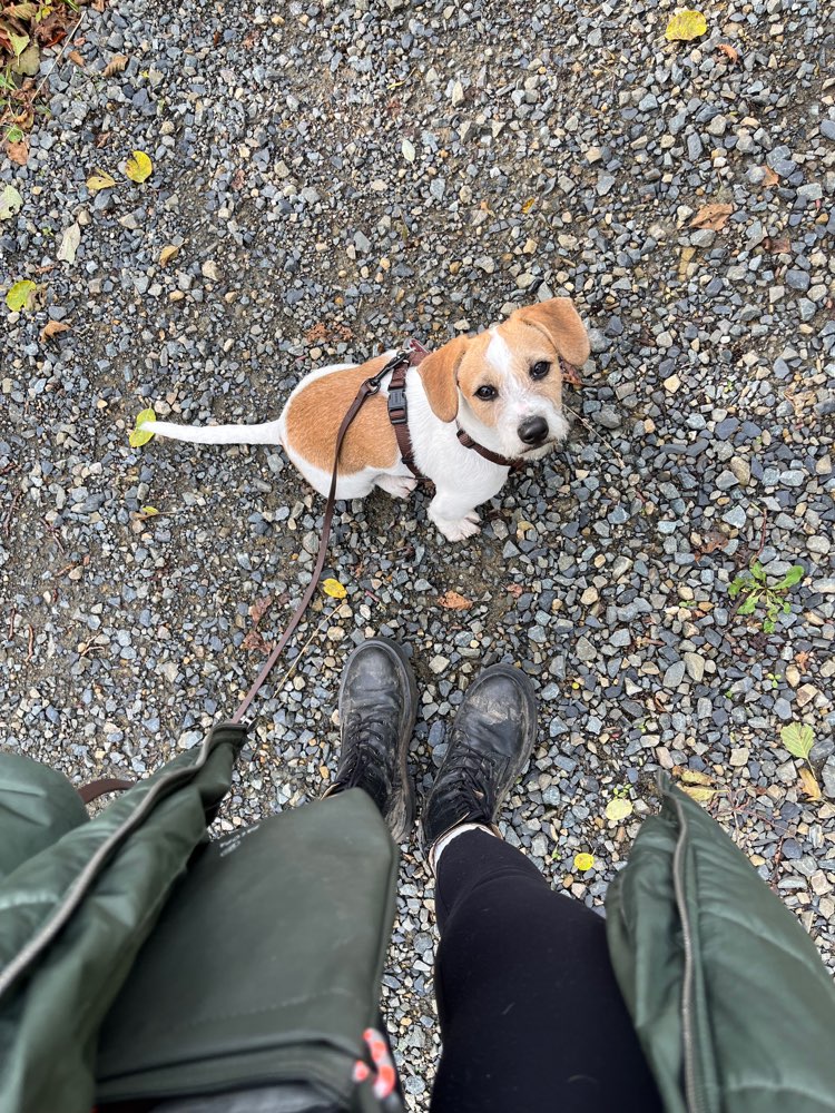 Hundetreffen-Social Walk-Profilbild