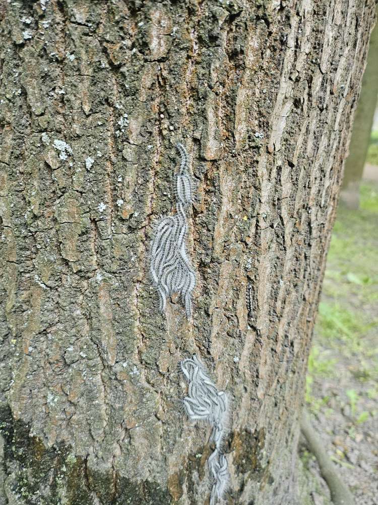 Giftköder-Eichenprozessspinnerraupen im Innenhof-Profilbild