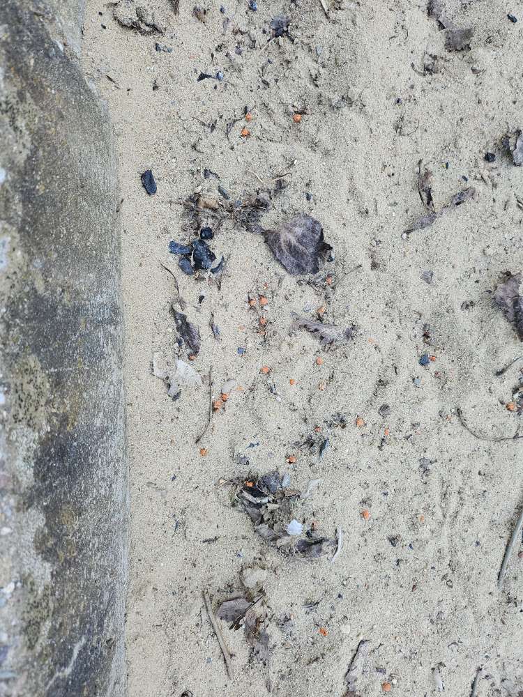 Giftköder-kleine rote kugeln.-Profilbild