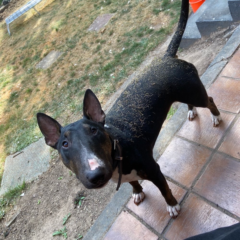 Hundetreffen-Hundetreffen für kleine Energiebündel-Profilbild