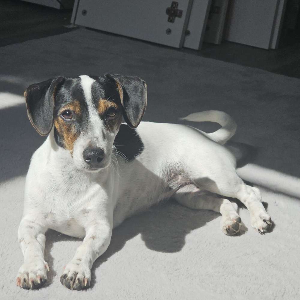 Hundetreffen-Junghund- treffen *spieltreffen*-Profilbild