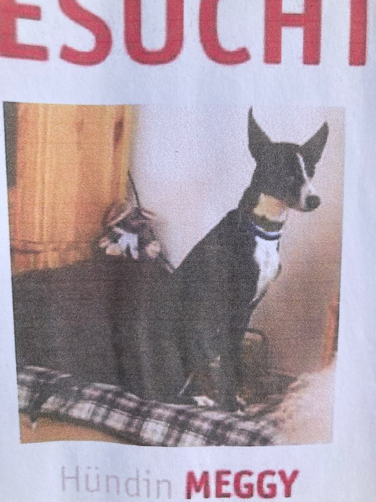 Suchmeldung-Meggy-Profilbild